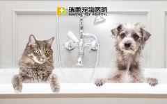 【珠海中山瑞鹏】宠物Spa洗浴5折券 狗狗 0-15kg