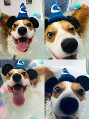 【新春】成都专用  盐浴/水疗 SPA  4送1 （犬） 0-3kg