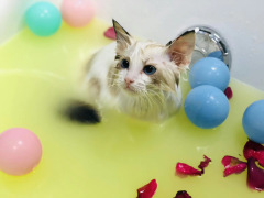 【成都专用】猫  抗菌止痒SPA 3送1（5kg内短毛猫） 猫咪 0-5kg