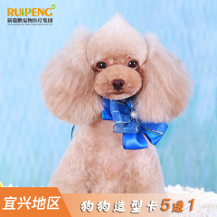 【宜兴安安】新春萌宠5+1次犬美容造型次卡（爱美必备） 15-20kg