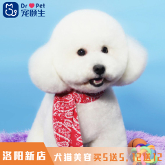 【洛阳新店】犬猫美容买5送5,12送12 美容造型5送5 长毛猫
