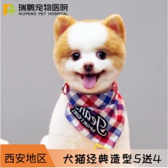 【西安】犬猫经典造型套卡 5送4 短毛猫2-5kg