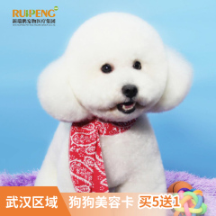 【武汉专享】新春犬经典造型充5送1（共6次） 犬经典造型买5送1 6-10kg